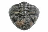 Wide, Bumpy Enrolled Morocops Trilobite - Morocco #383419-2